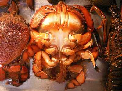 09-04-BIMI-Kani-04.JPG