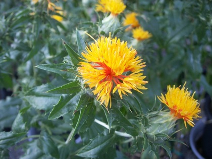 2010-06-YGT_41.JPG