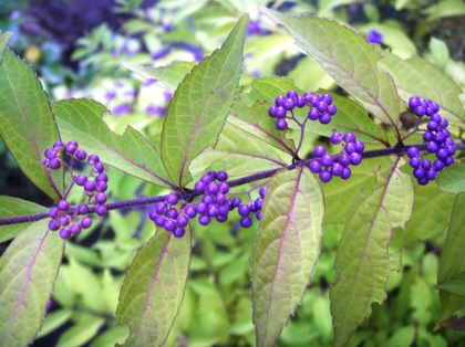 2011-10-20-Murasaki_0017.JPG