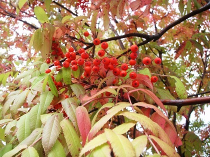 2011-10-20-Nanakama_0014.JPG