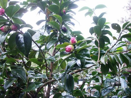 2012-01-12-2-Tsubo_0026.JPG