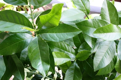 2012-08-24-EOS_4704.JPG