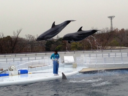 2013-02-28-Kyoto_Iruka2.JPG