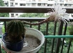 BigFlower-2.jpg
